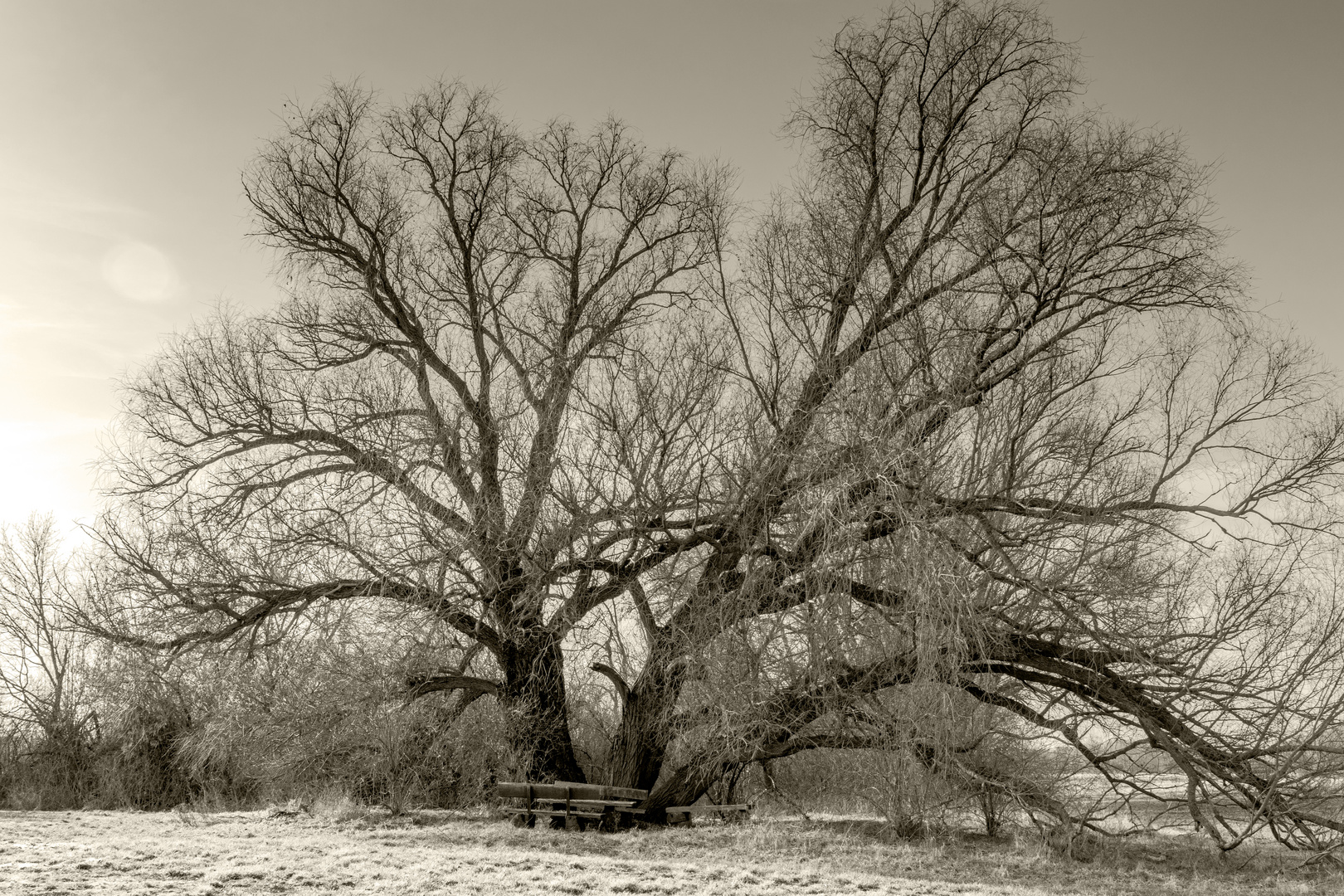 alter Baum