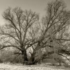 alter Baum