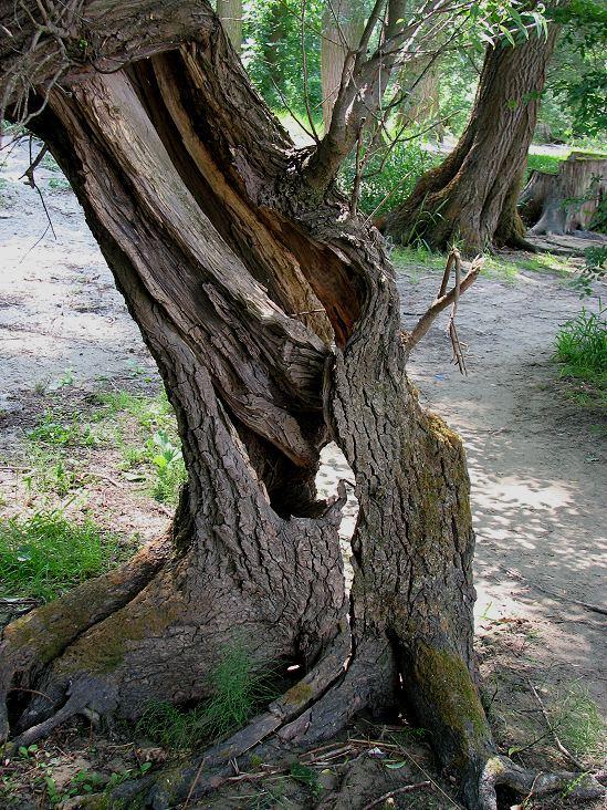 alter Baum