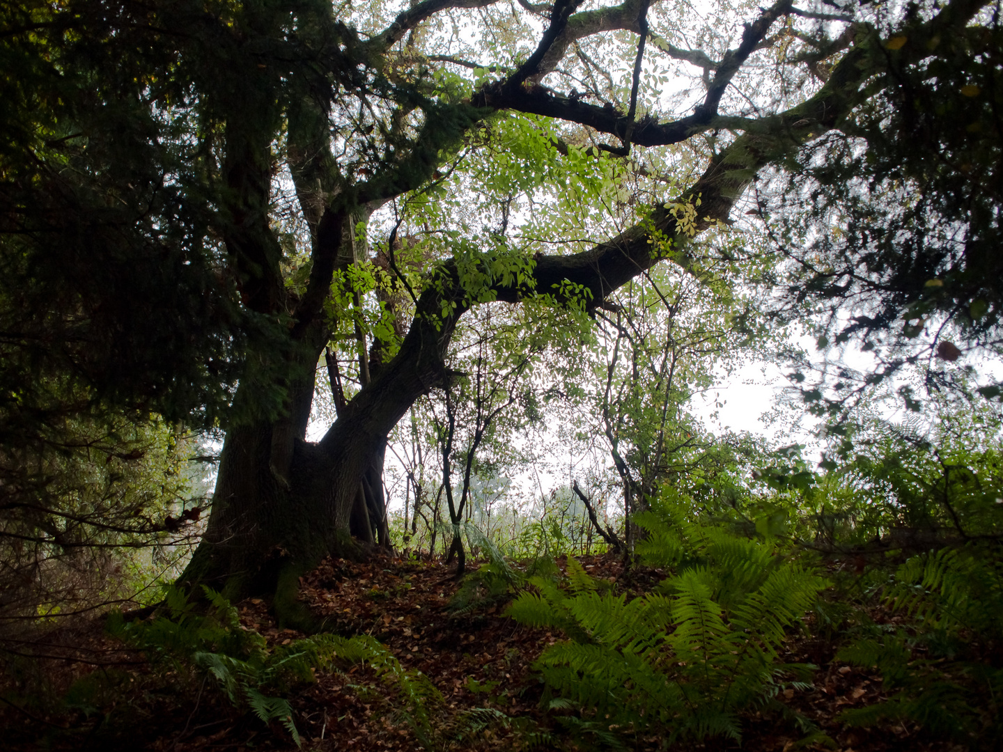 alter Baum