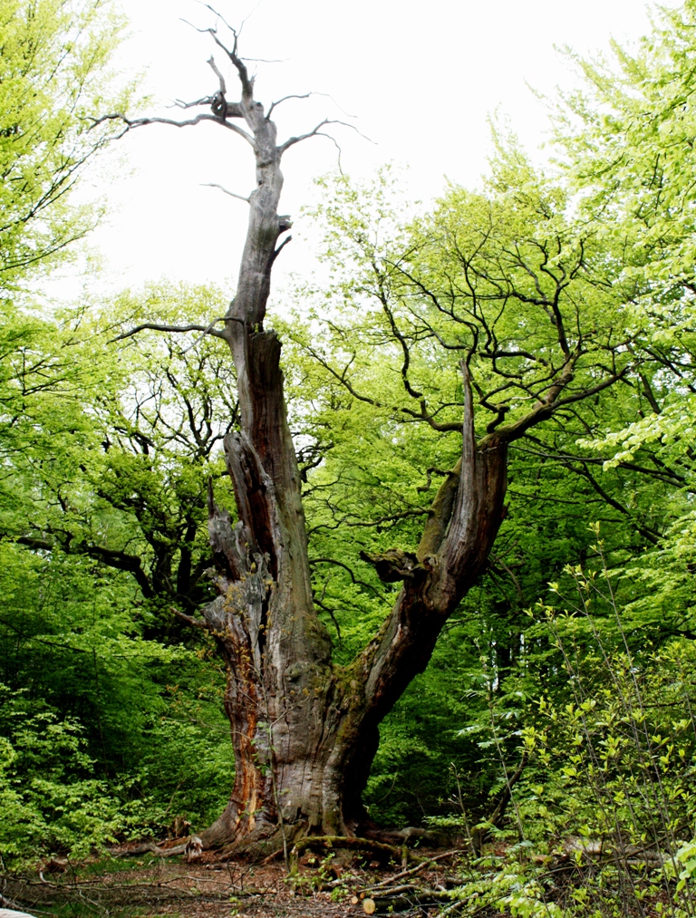 Alter Baum