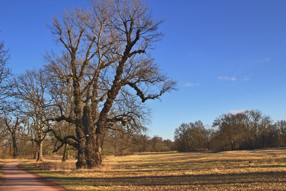 alter Baum