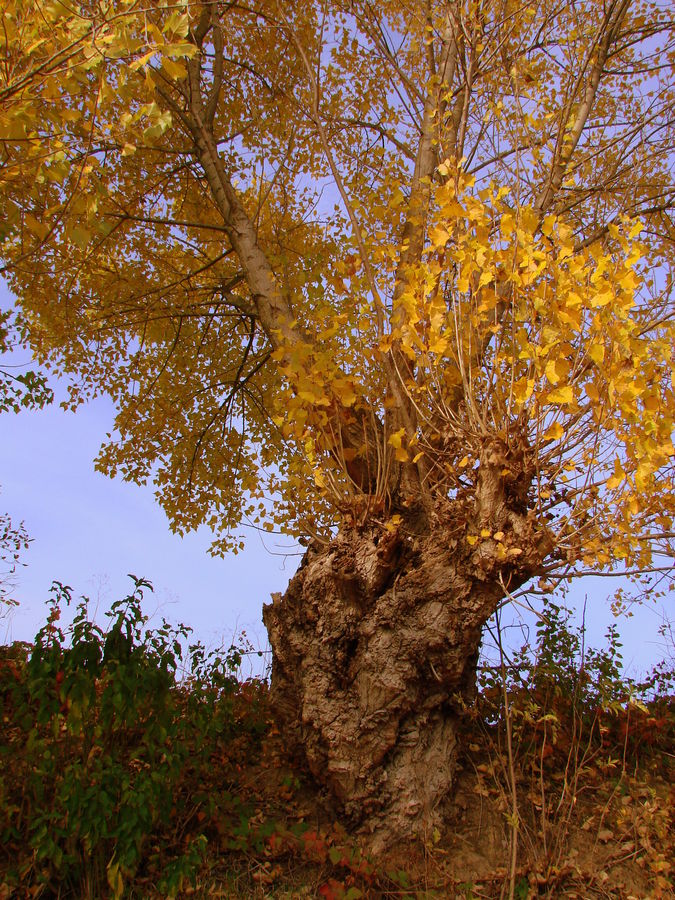 alter Baum