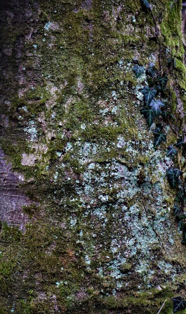 alter Baum Deine Rinde ist bemoost und mit Efeu bewachsen