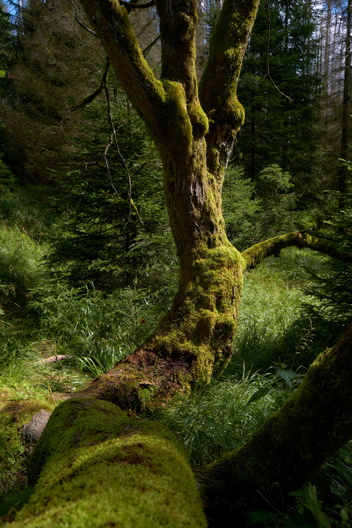 alter Baum