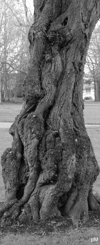 Alter Baum