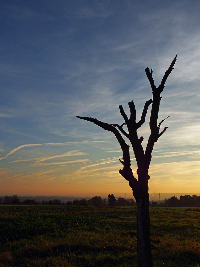 Alter Baum die Zweite