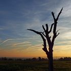 Alter Baum die Zweite