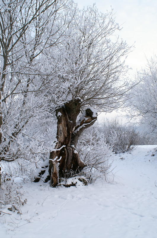 Alter Baum