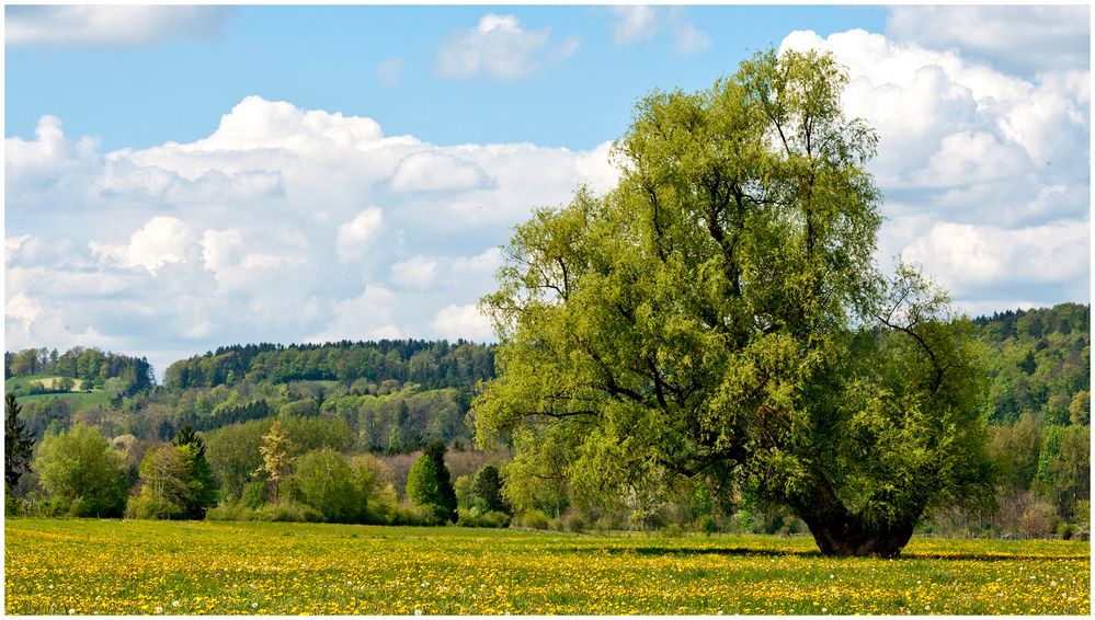 alter Baum