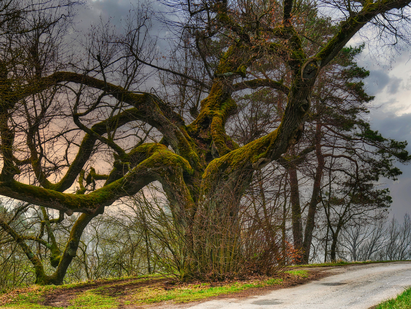 Alter Baum