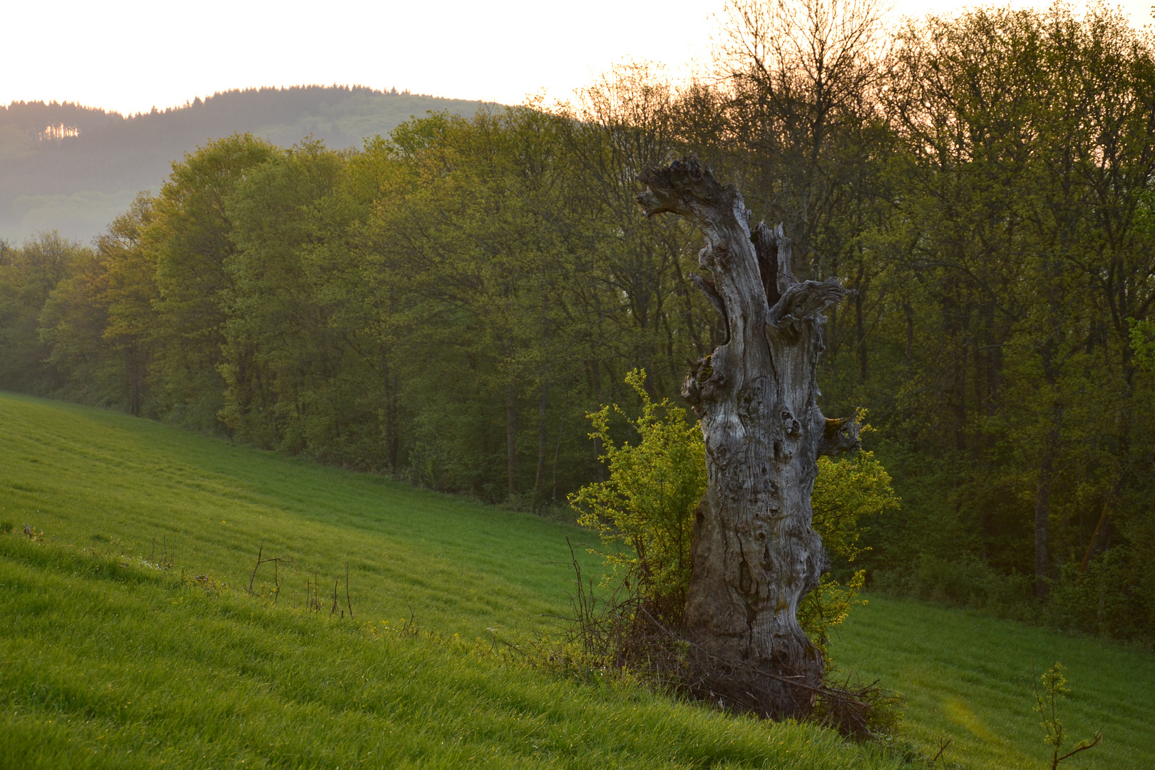 Alter Baum