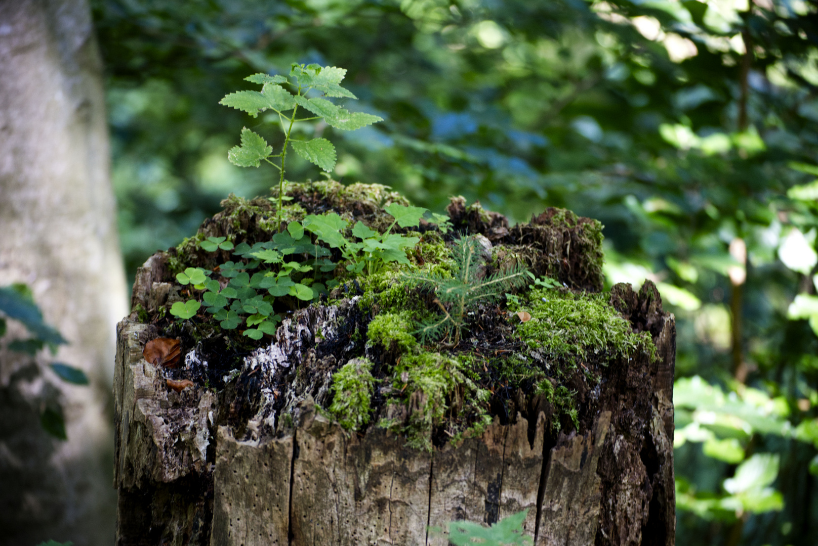 Alter Baum........... ein Wunder