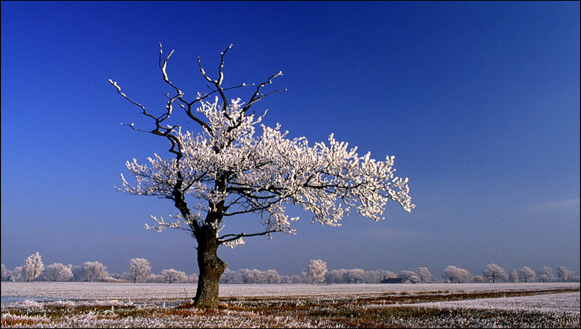 Alter Baum erlebt Wintertraum.