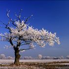 Alter Baum erlebt Wintertraum.