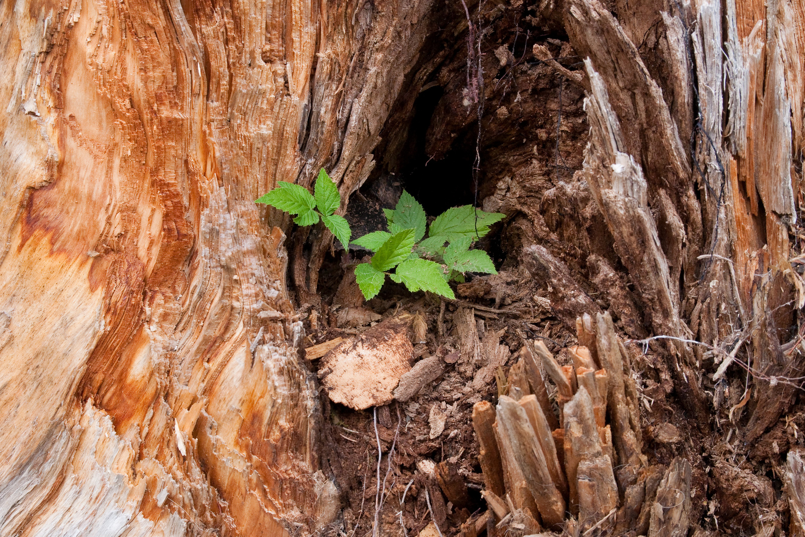 Alter Baum erwacht zu neuem Leben