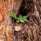 Alter Baum erwacht zu neuem Leben