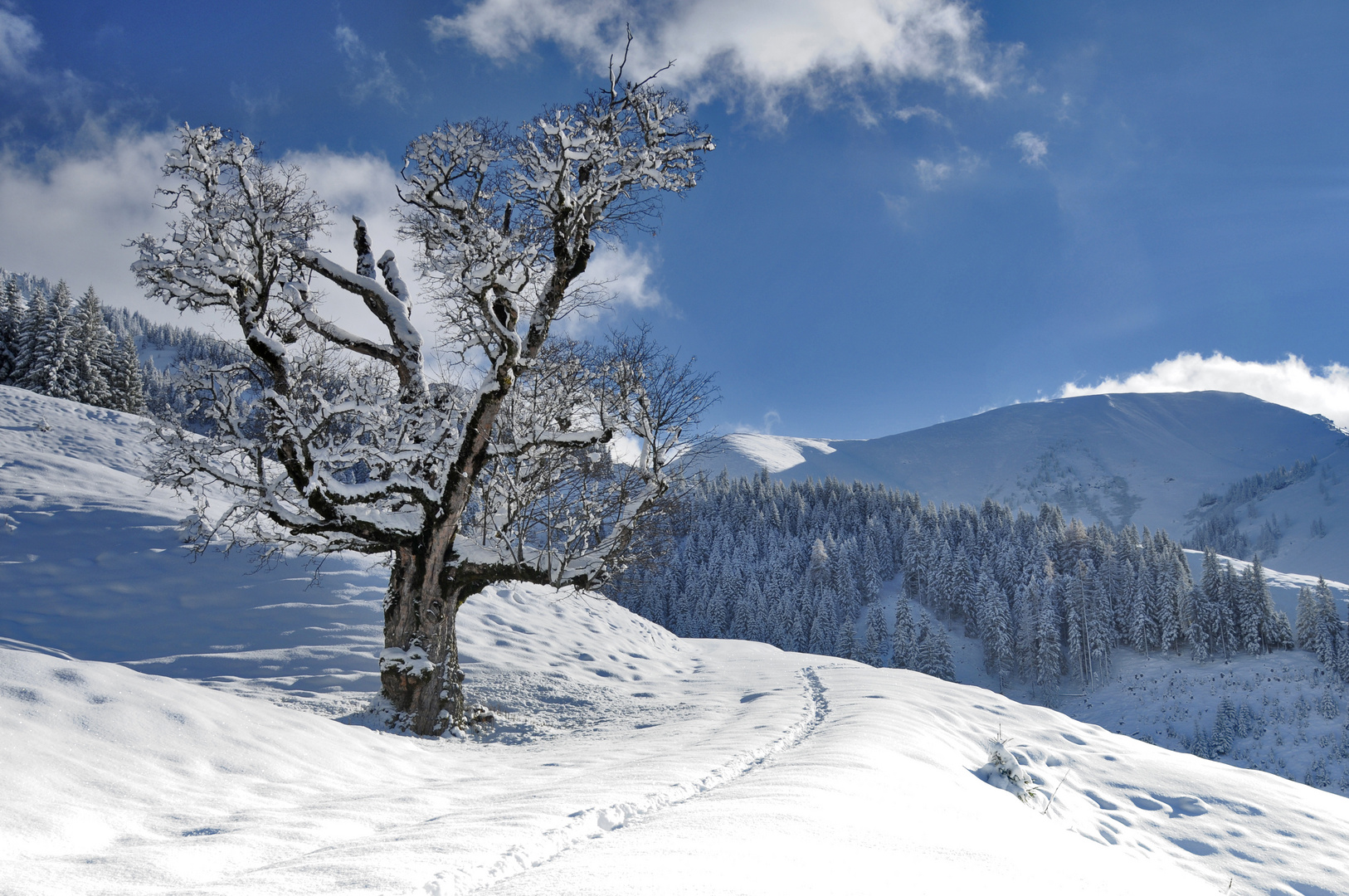 alter Baum - erzähle Deine Geschichte!