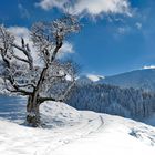 alter Baum - erzähle Deine Geschichte!