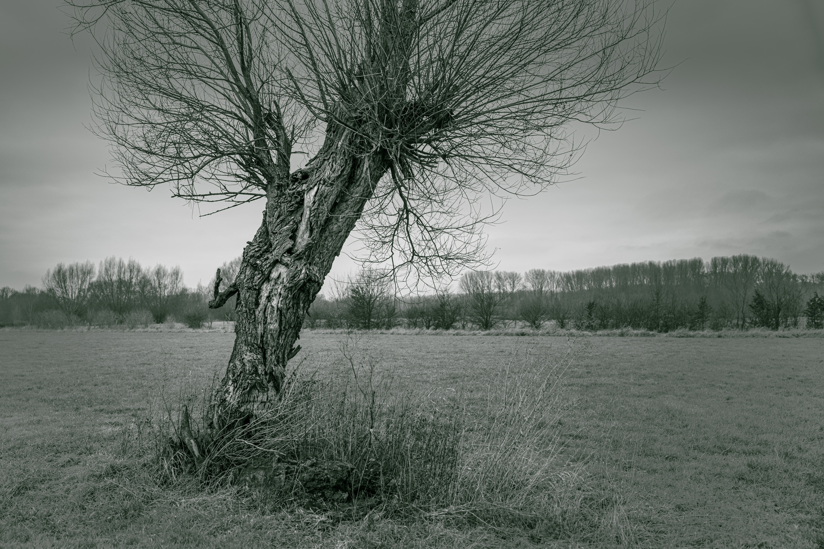 Alter Baum