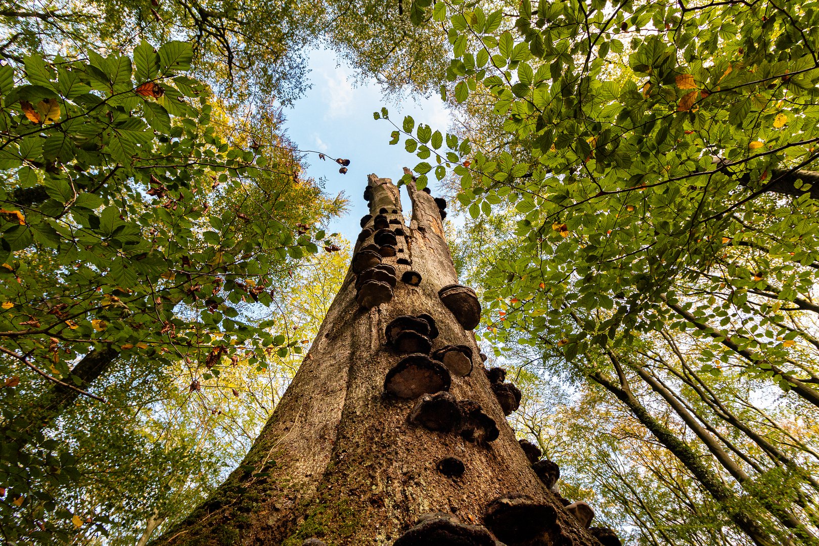 Alter Baum