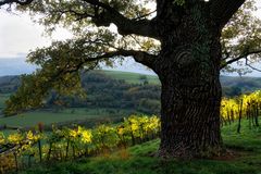 Alter Baum