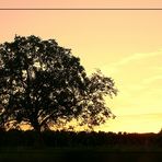 Alter Baum im Abendlicht