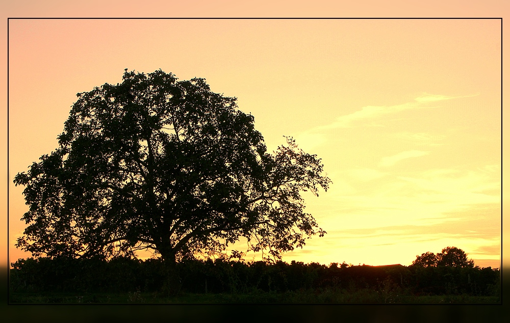 Alter Baum im Abendlicht