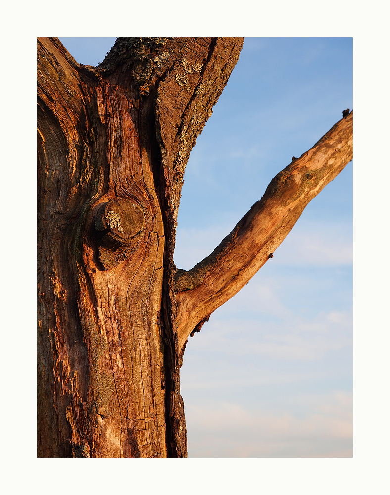 alter Baum im Abendlicht