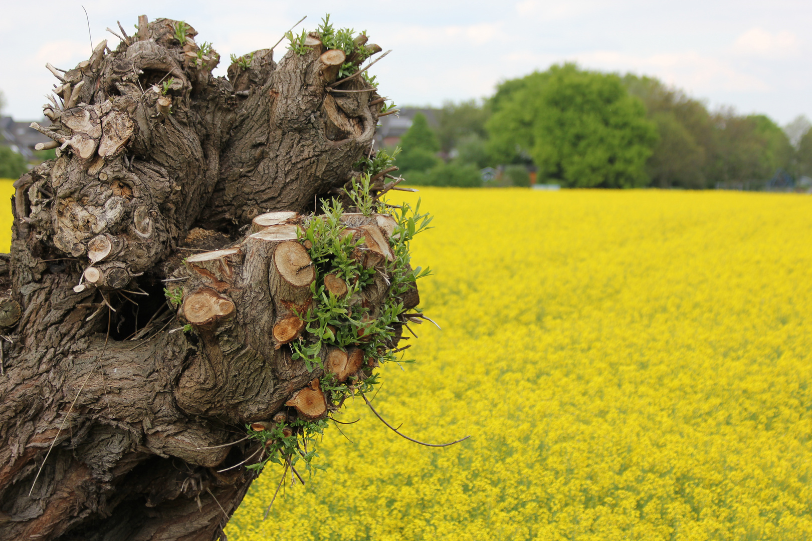 alter Baum im frischen Raps 