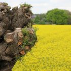 alter Baum im frischen Raps 