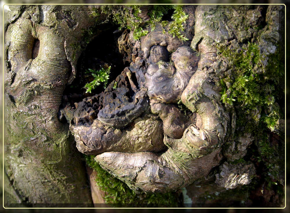 Alter Baum im Frühling