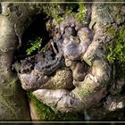 Alter Baum im Frühling