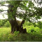 Alter Baum im Gegenlicht ,