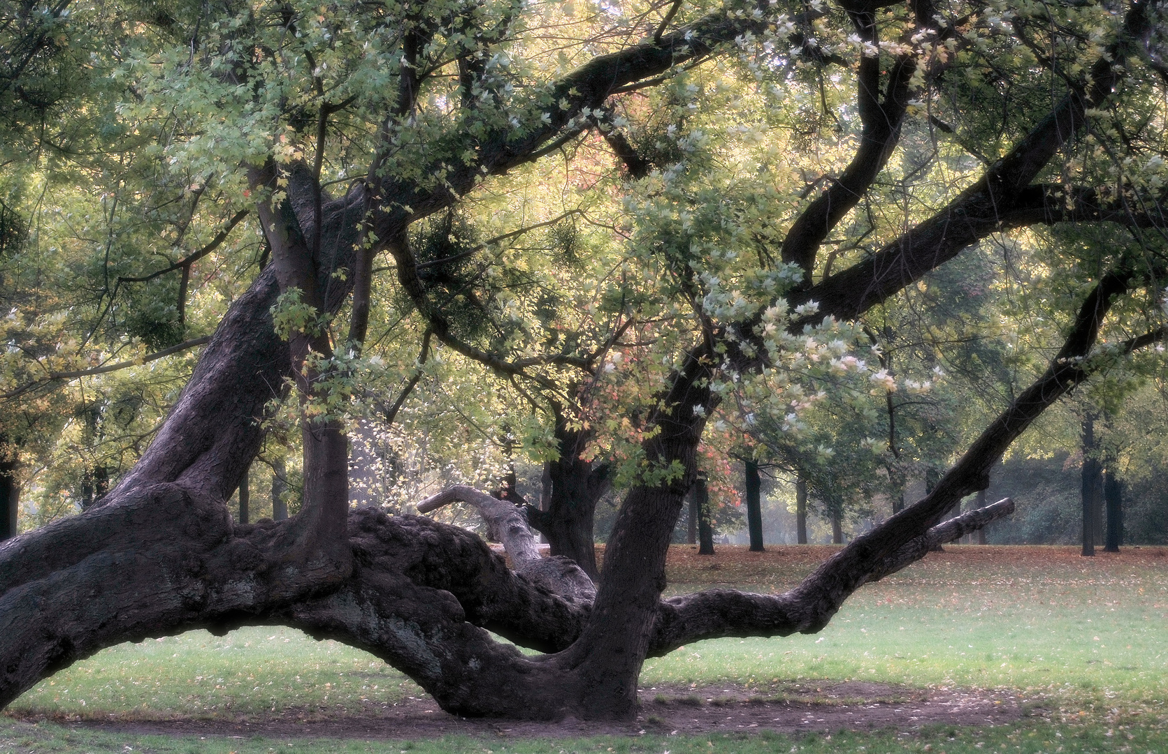 °Alter Baum im Georgengarten....