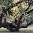 °Alter Baum im Georgengarten....