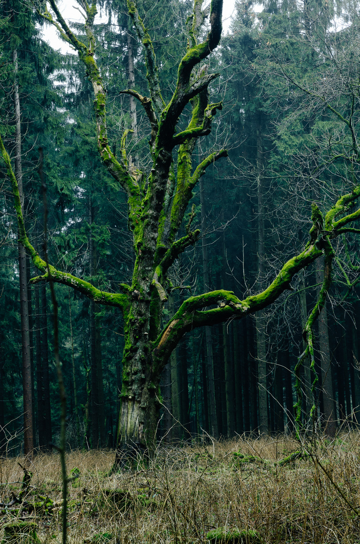 alter Baum im Habichtswald