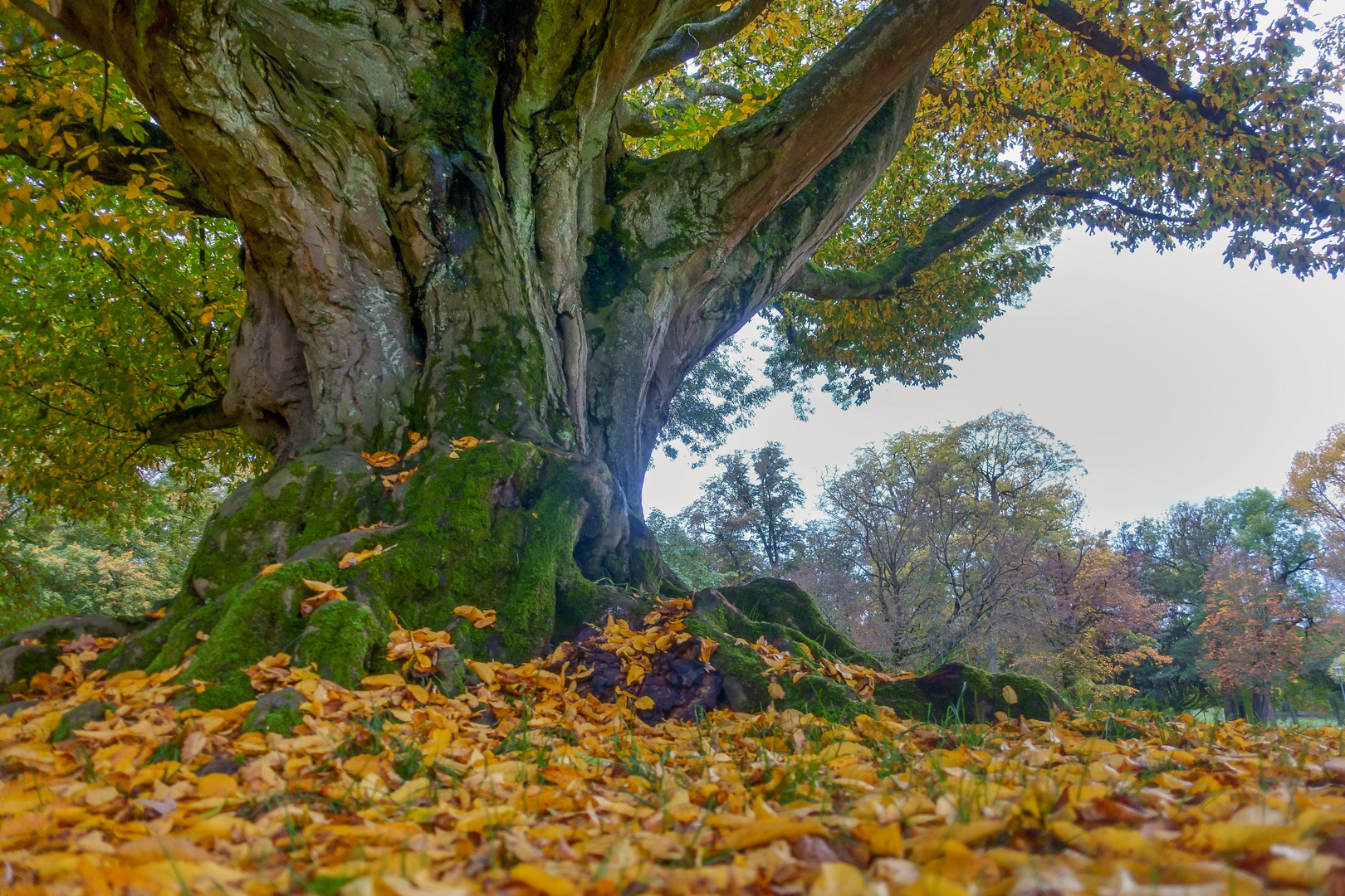 Alter Baum im Herbst