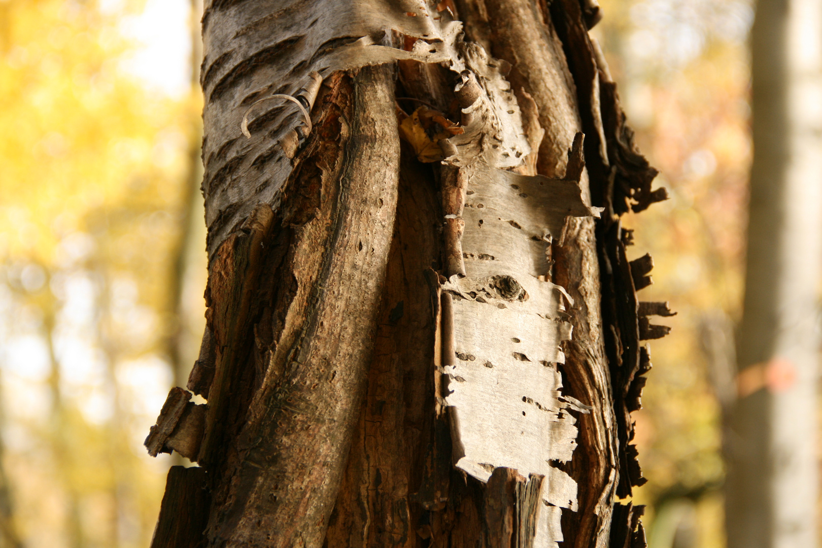 Alter Baum im Herbst