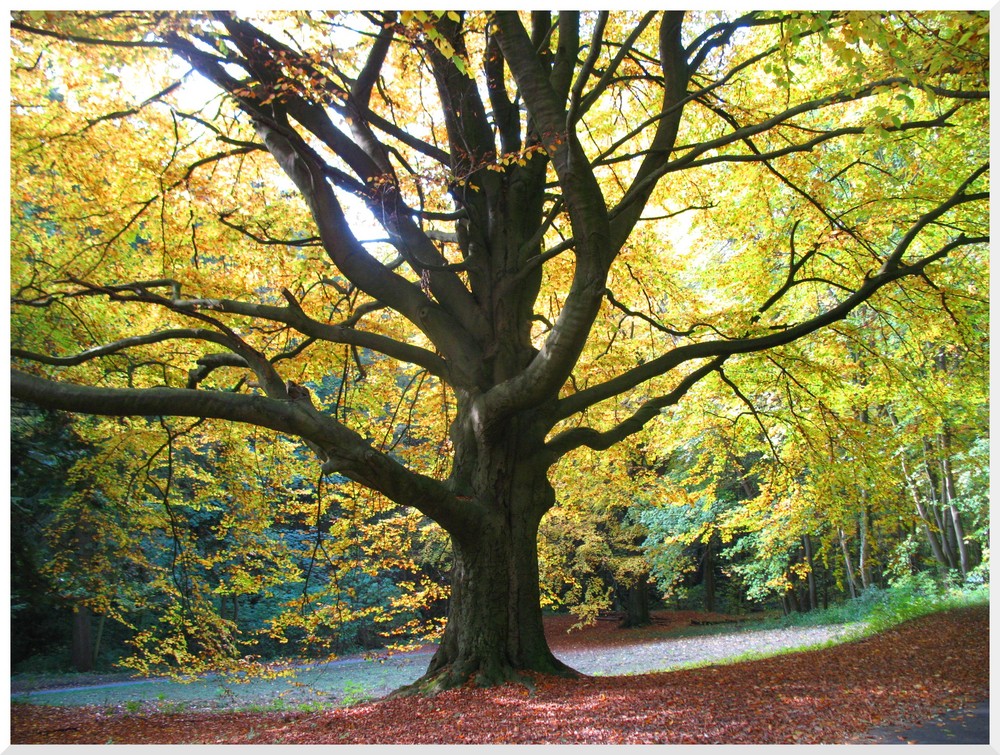 Alter Baum im Herbst