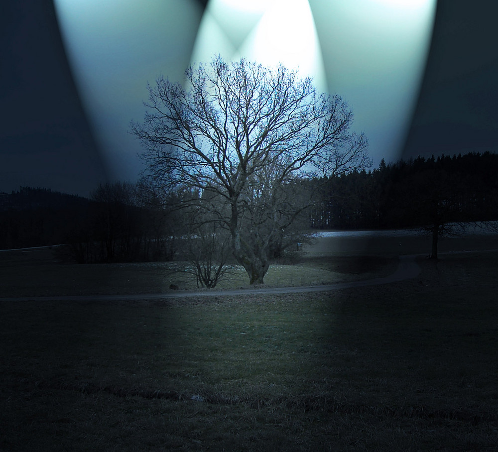 Alter Baum im himmlischen Licht