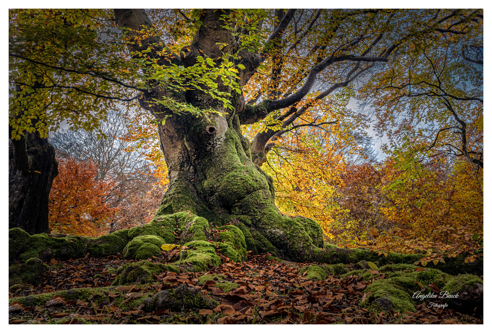 Alter Baum im Hutewald Halloh