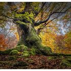 Alter Baum im Hutewald Halloh