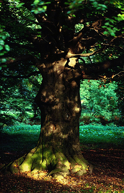 Alter Baum im Licht