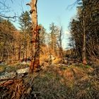 alter Baum im Licht