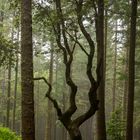 Alter Baum im Lorbeerwald