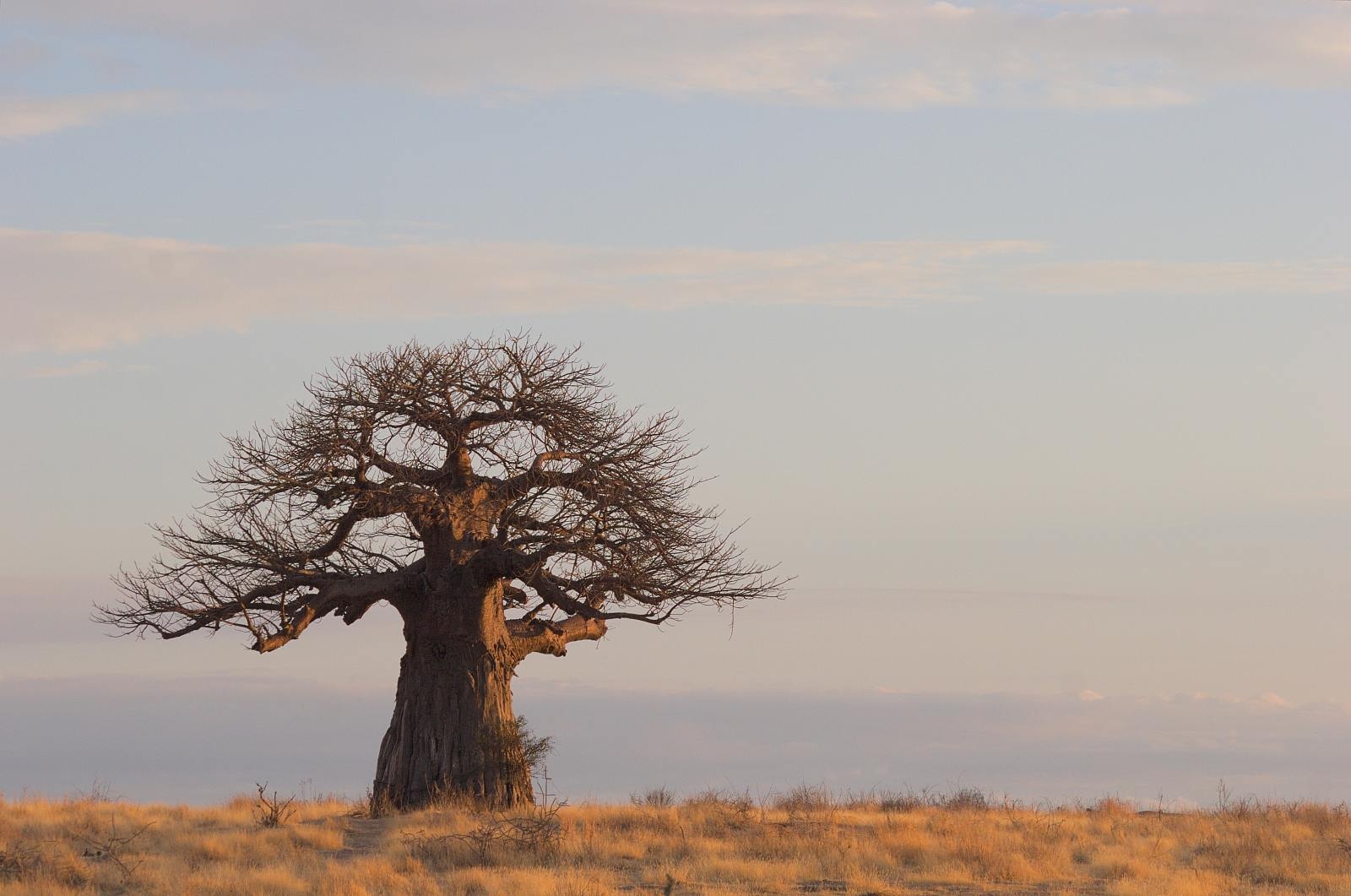 Alter Baum im Morgenlicht