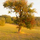 Alter Baum im Morgenlicht 