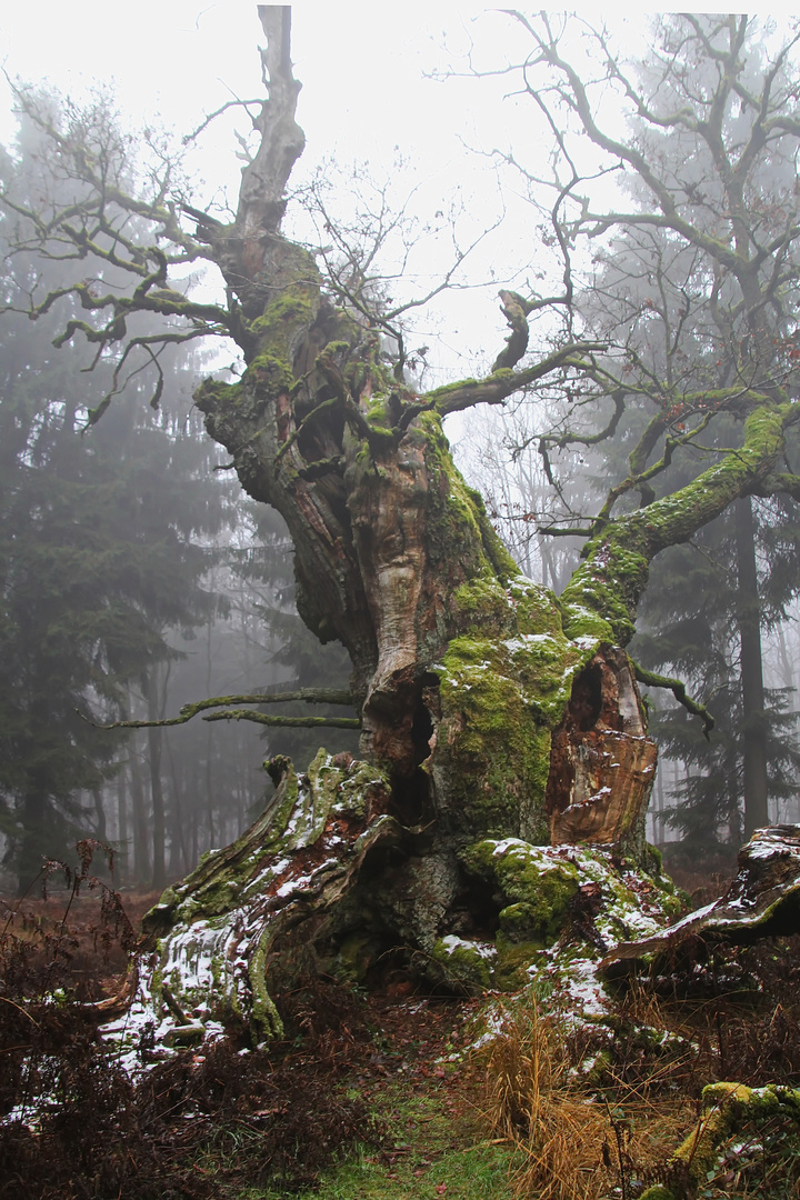 Alter Baum im Nebel