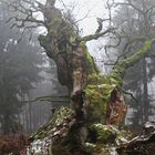 Alter Baum im Nebel